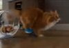 Viral Hamster Vs CAT AI Video Prompt 2026 (Copy Paste) GGVP6
