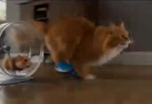 Viral Hamster Vs CAT AI Video Prompt 2026 (Copy Paste) GGVP6